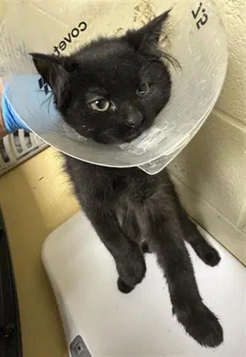 Leah - Domestic Short Hair