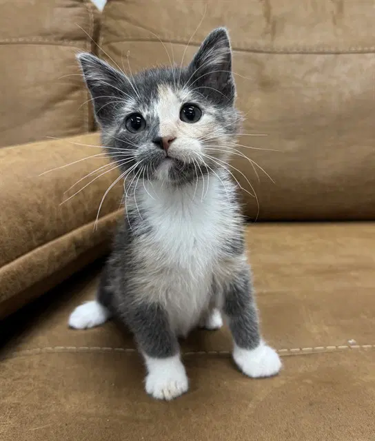 Marcy - Domestic Short Hair