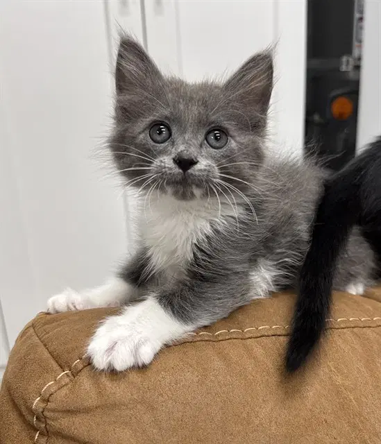Marvin - Domestic Short Hair