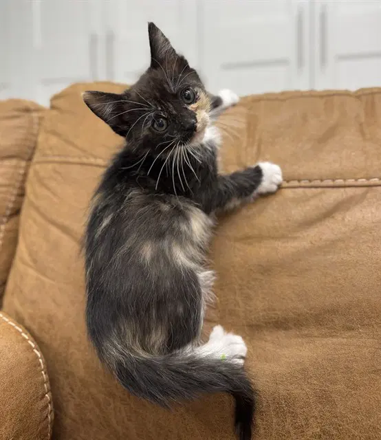 Marlene - Domestic Short Hair