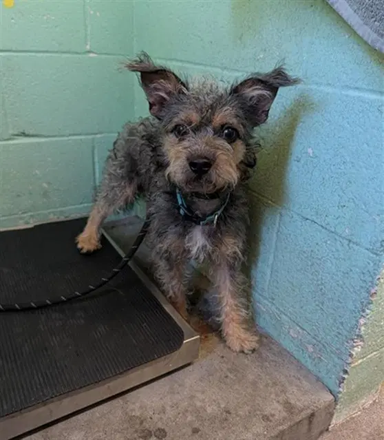 Craigery - Terrier