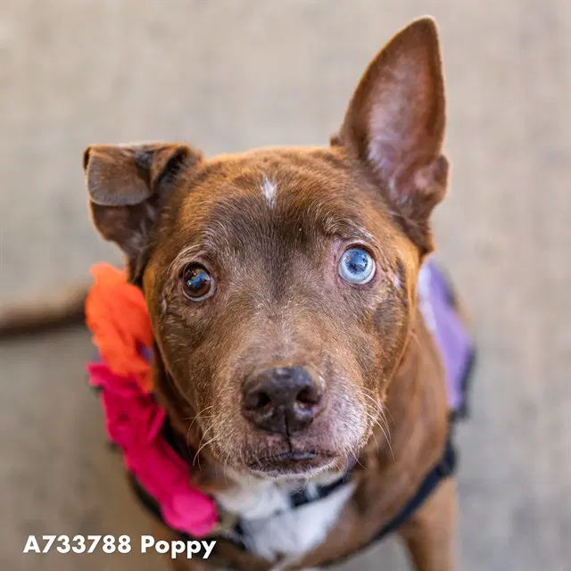 Poppy - Pit Bull Terrier