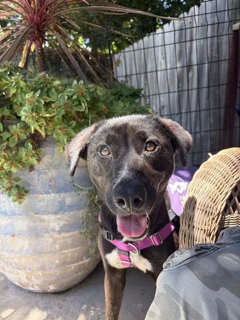 Luna - Pit Bull Terrier