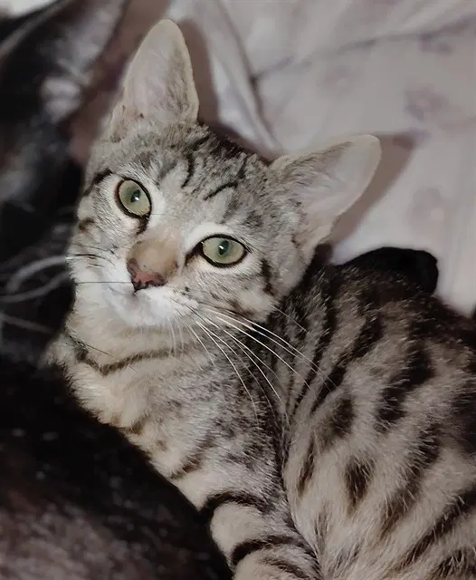 Bruce - Domestic Short Hair
