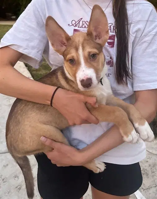 Unknown - Pit Bull Terrier