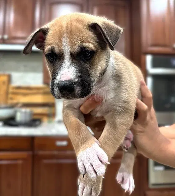 Unknown - Pit Bull Terrier