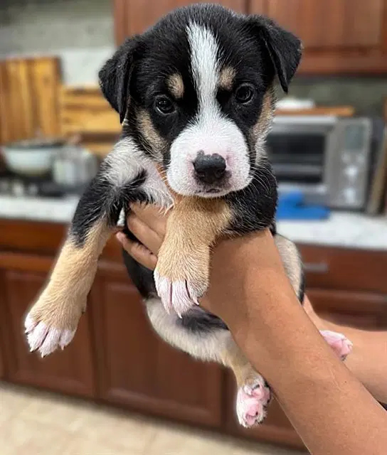 Unknown - Pit Bull Terrier
