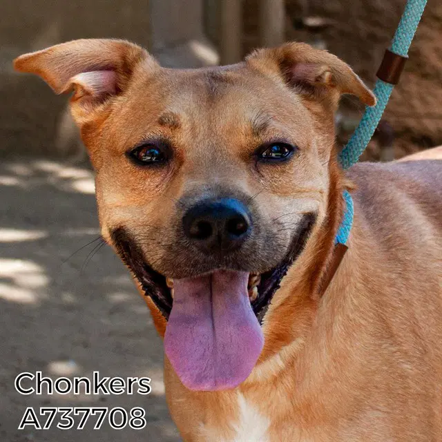 Chonkers - Pit Bull Terrier