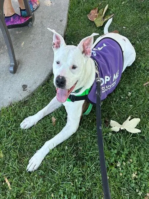 Lil Meechie - Pit Bull Terrier