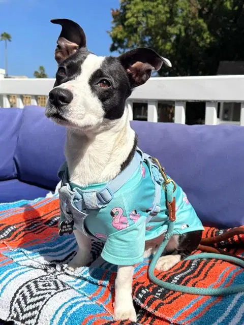 Tiny - Terrier