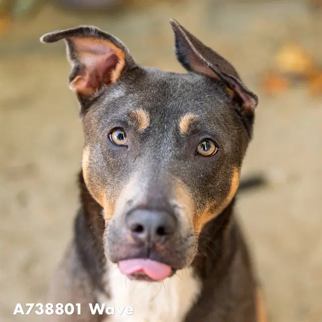 Wave - Pit Bull Terrier