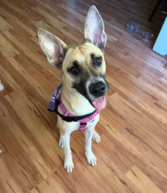 Brandine - German Shepherd Dog