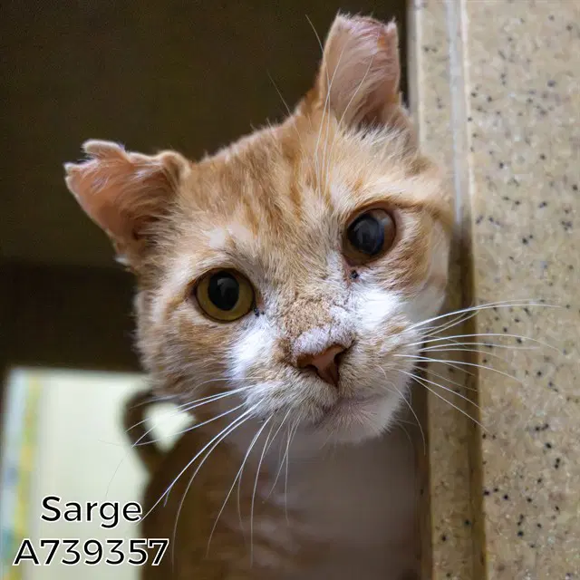 Sarge - Domestic Short Hair