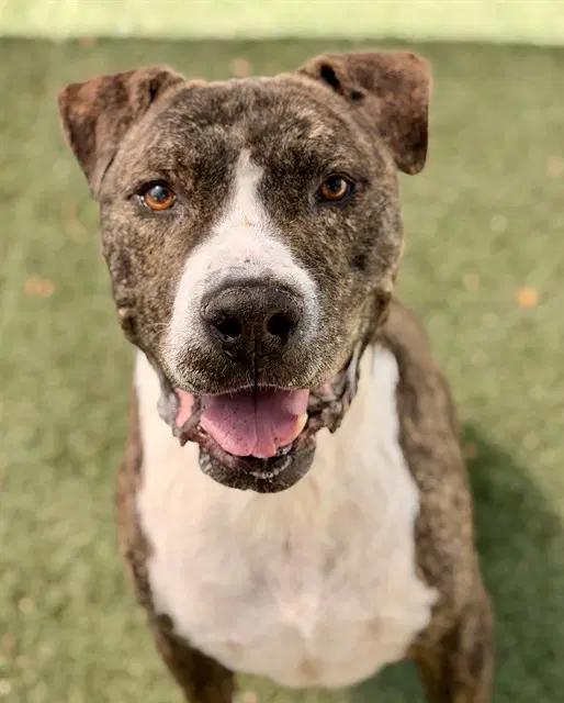 Xerxes - Pit Bull Terrier
