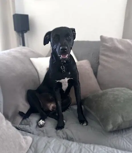 Lola - Pit Bull Terrier