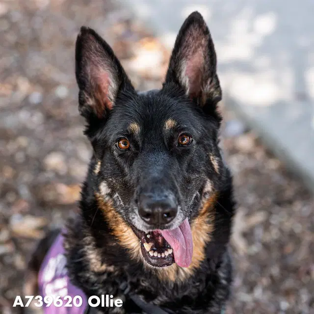 Ollie - German Shepherd Dog