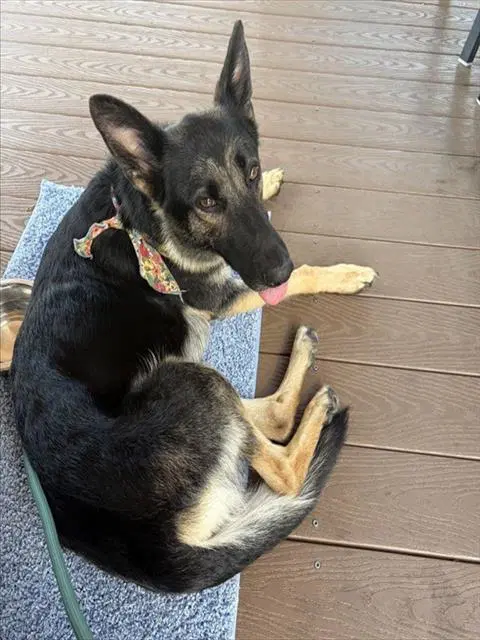 Birdie - German Shepherd Dog