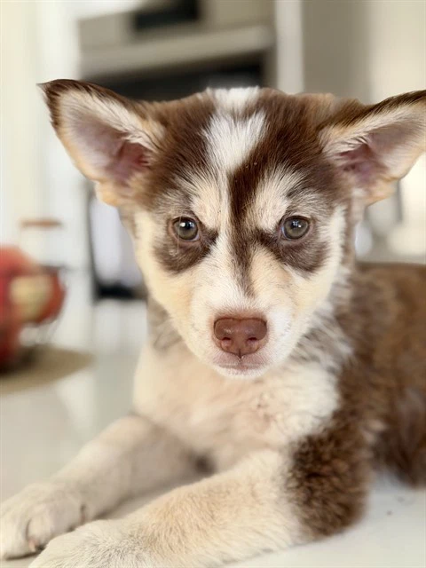 Biscuit