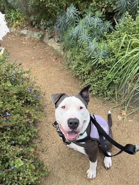 Blue - Pit Bull Terrier