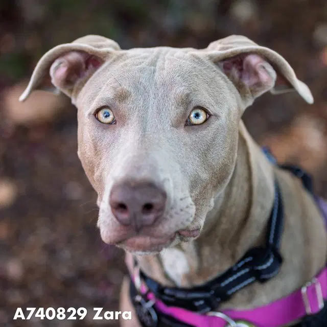 Zara - Pit Bull Terrier