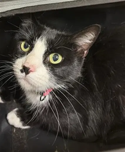 Jessie - Domestic Short Hair