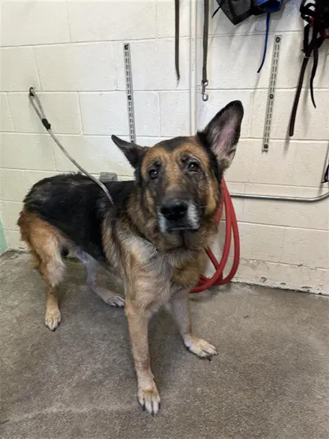 Otis - German Shepherd Dog