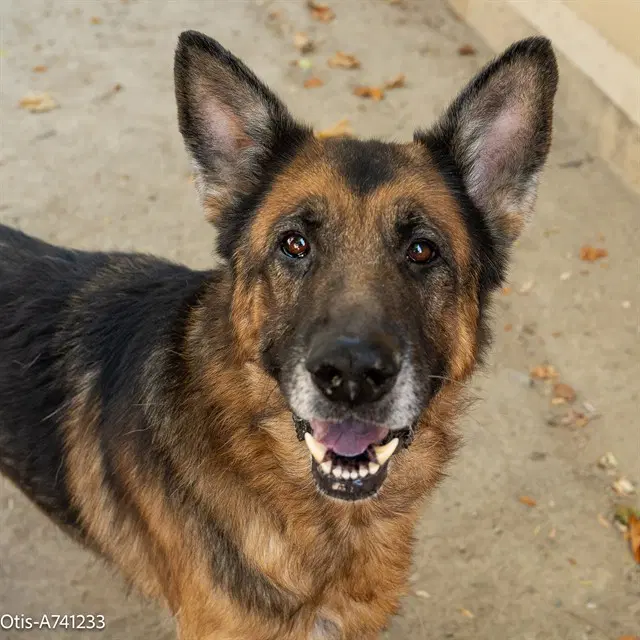 Otis - German Shepherd Dog