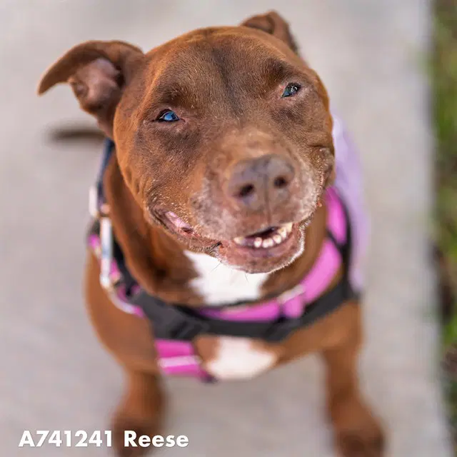 Reese - Pit Bull Terrier
