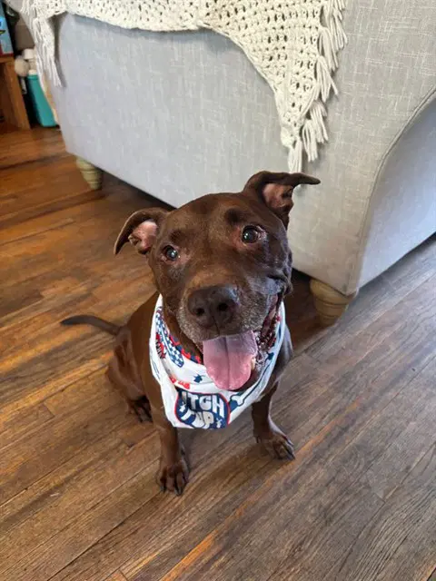 Reese - Pit Bull Terrier