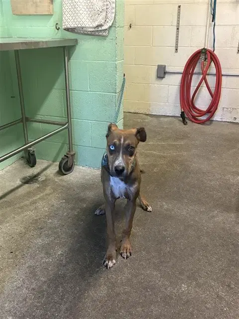 Rodger - Pit Bull Terrier