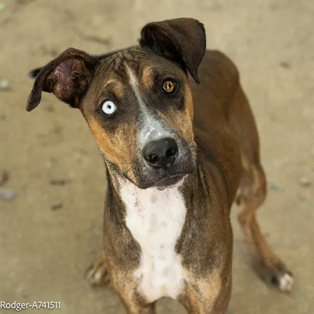Rodger - Pit Bull Terrier