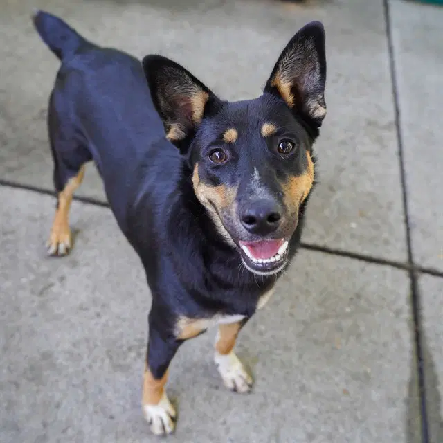 Brando - Australian Kelpie