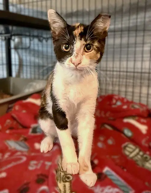 Pixel - Domestic Short Hair