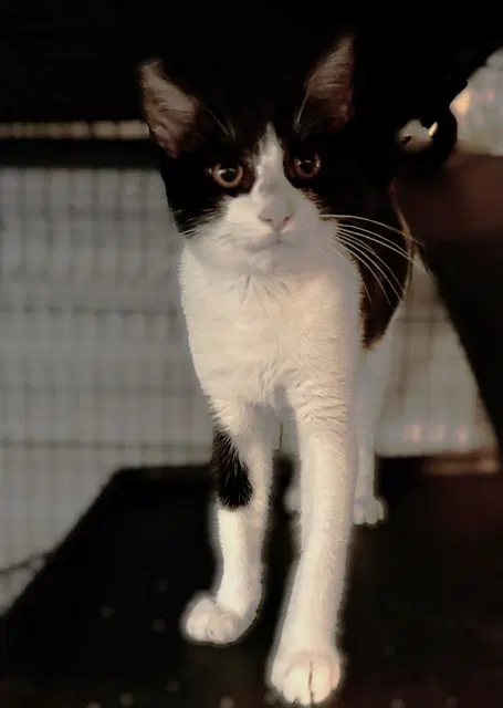 Domino - Domestic Short Hair