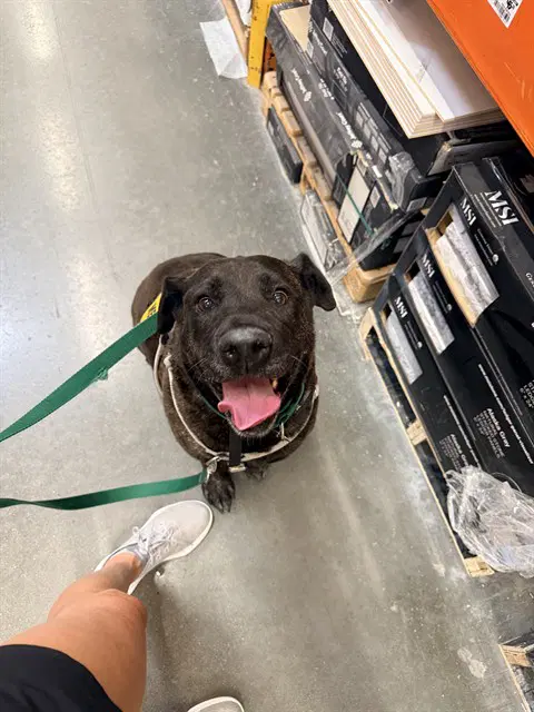 Fifi - Mastiff