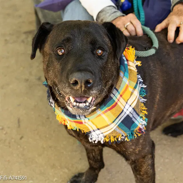 Fifi - Mastiff