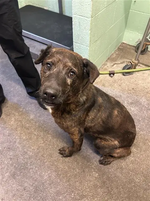 Didi - Mastiff