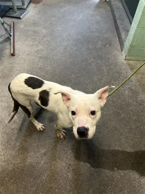 Freddie Bones - Pit Bull Terrier