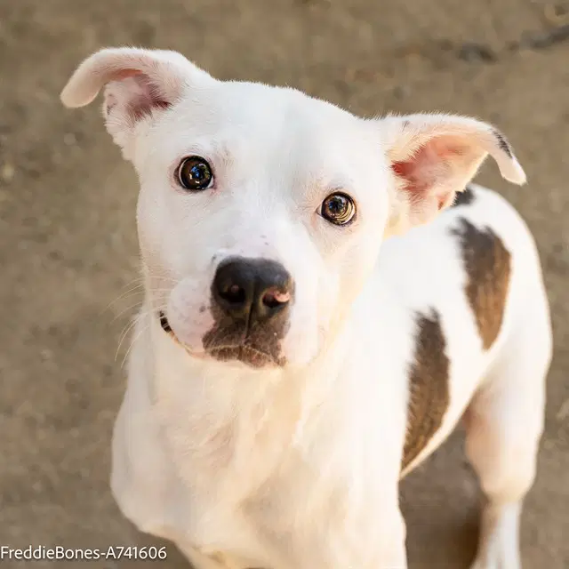 Freddie Bones - Pit Bull Terrier