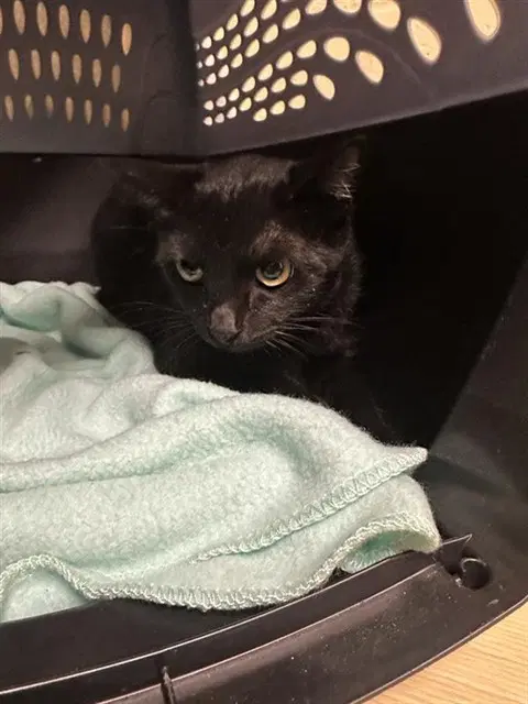 Ophelia - Manx