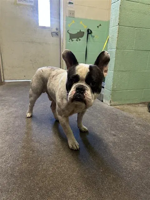 Drako - French Bulldog