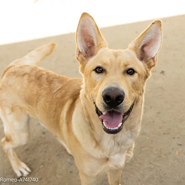 Romeo - Labrador Retriever