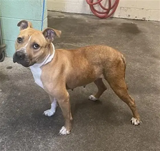 Yolanda - Pit Bull Terrier