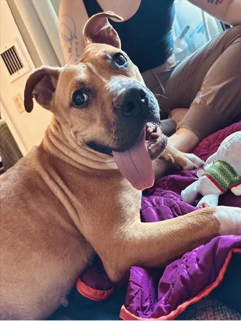 Yolanda - Pit Bull Terrier