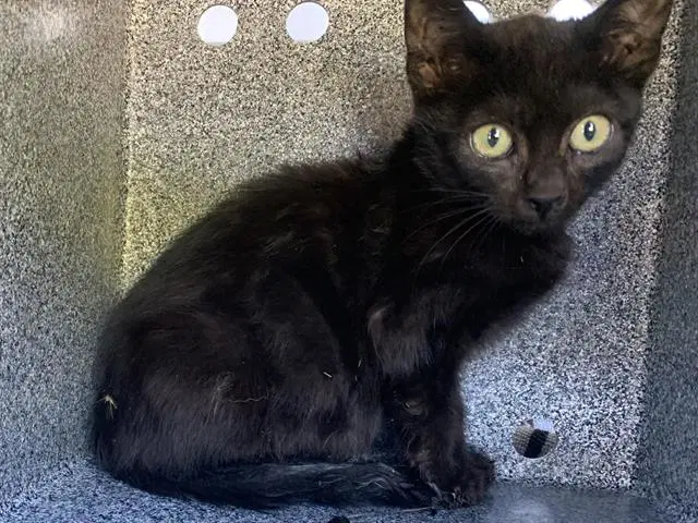 Cristobal - Domestic Short Hair