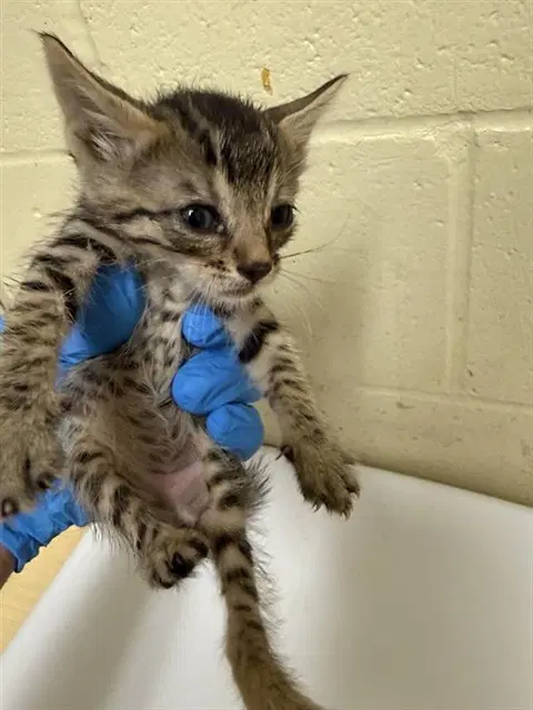 Unknown - Domestic Short Hair