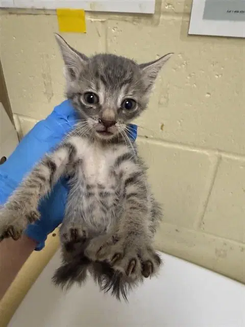 Unknown - Domestic Short Hair