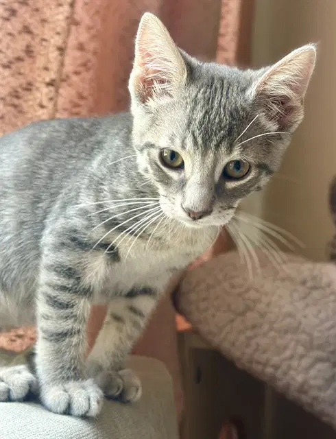 Unknown - Domestic Short Hair