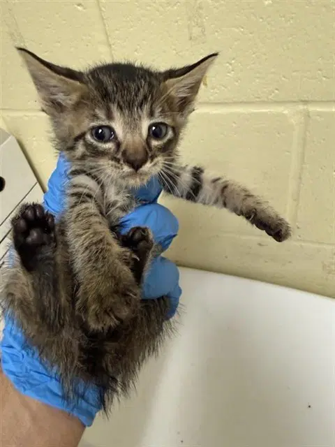 Unknown - Domestic Short Hair