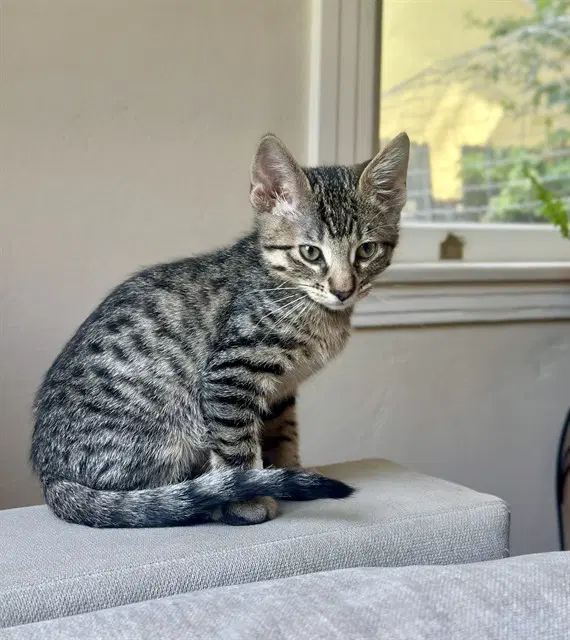 Unknown - Domestic Short Hair